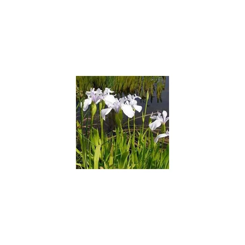 Iris Laevigata snowdrift - Japán írisz kerti tavi növény