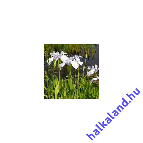 Iris Laevigata snowdrift - Japán írisz kerti tavi növény