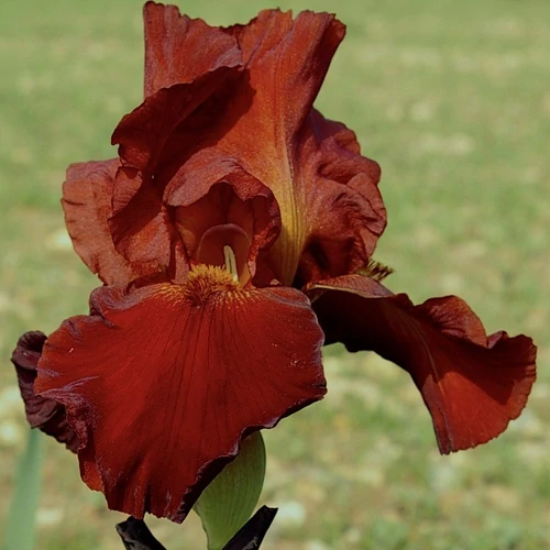 Iris  'Sultan's Palace' (Nőszirom)