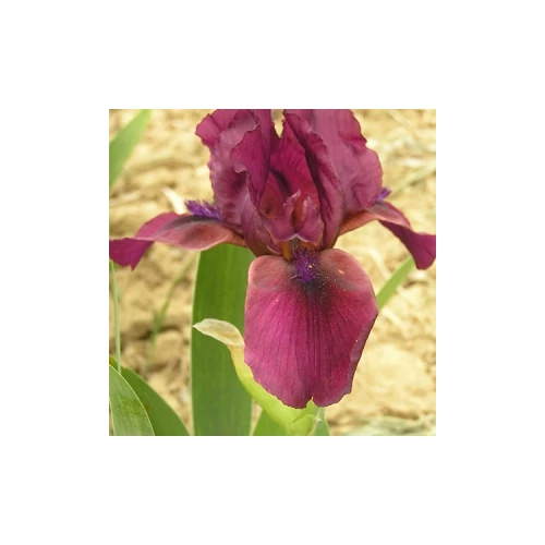 Iris  'Superstition' (Nőszirom)