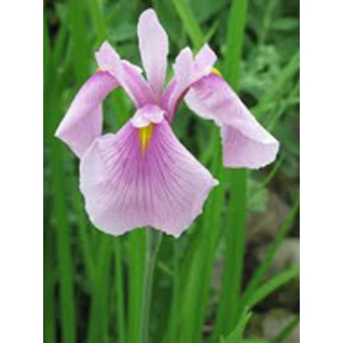 Iris laviegata rose queen - mocsári írisz kerti tavi növény