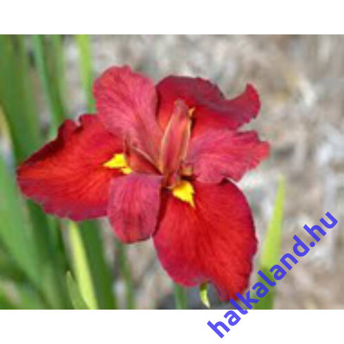 Iris louisiana Red - mocsári írisz kerti tavi növény