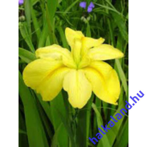 Iris louisiana yellow – Sárga írisz kerti tavi növény