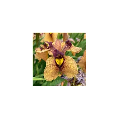 Iris pseudata Yarai 9x9-es cserépben