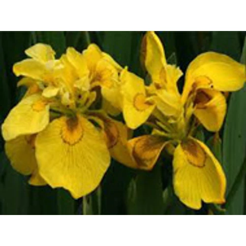 Iris pseudocorus flore pleno - mocsári nőszirom kerti tavi növény