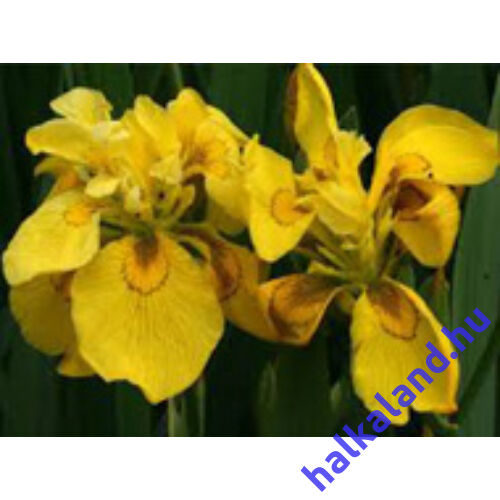 Iris pseudocorus flore pleno - mocsári nőszirom kerti tavi növény