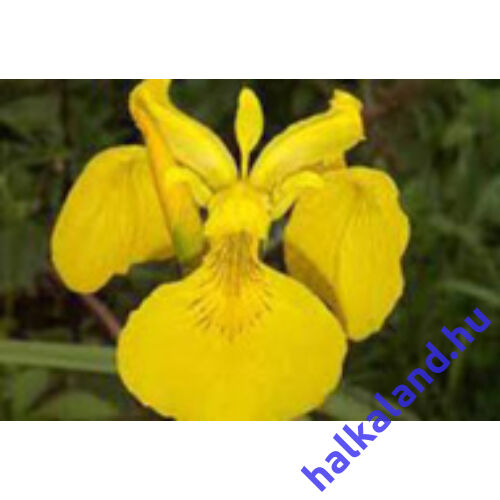 Iris pseudocorus - mocsári nőszirom kerti tavi növény