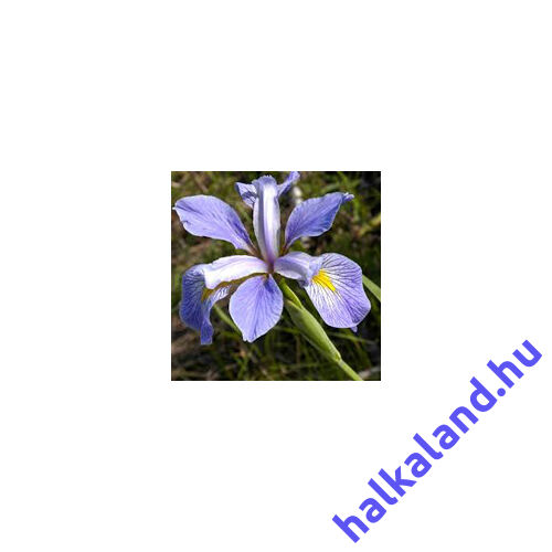 Iris setosa - mocsári írisz kerti tavi növény