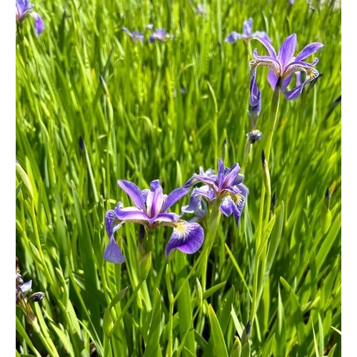 Iris versiciolor 'Blue Light'