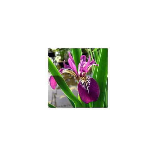 Iris versicolor Kermesina - mocsári írisz kerti tavi növény
