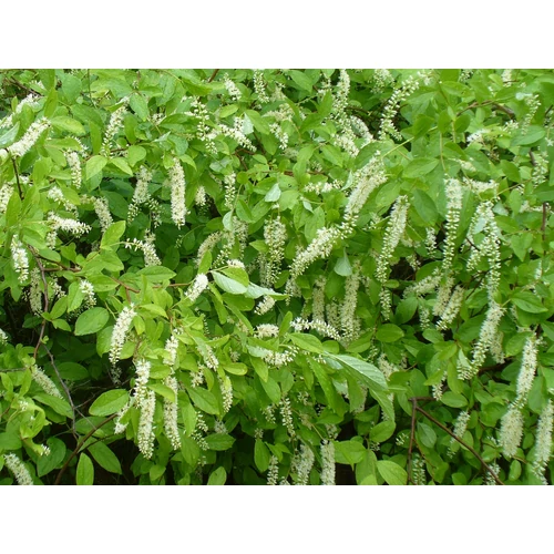 Itea virginica 'Henry's Garnet' Görögtűz