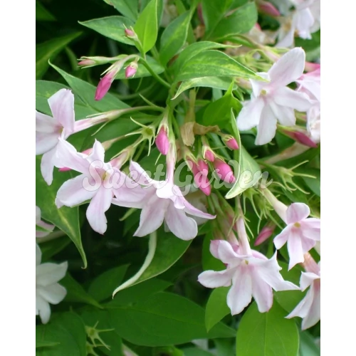 Jasminum stephananse
