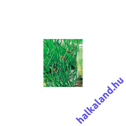 Juncus Effesus Spiralis - Spirálszittyó kerti tavi növény
