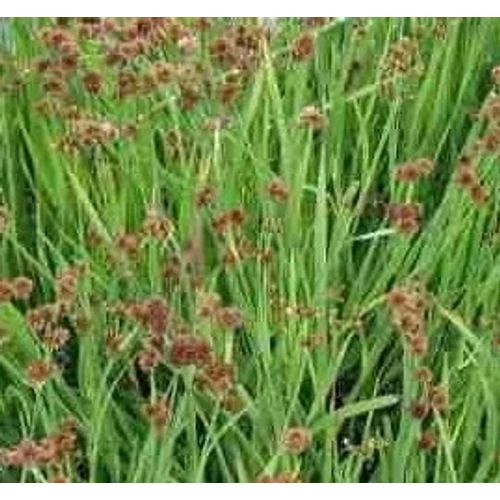 Juncus ensifolius - Kardlevelű vagy törpe szittyó - kerti tavi növény