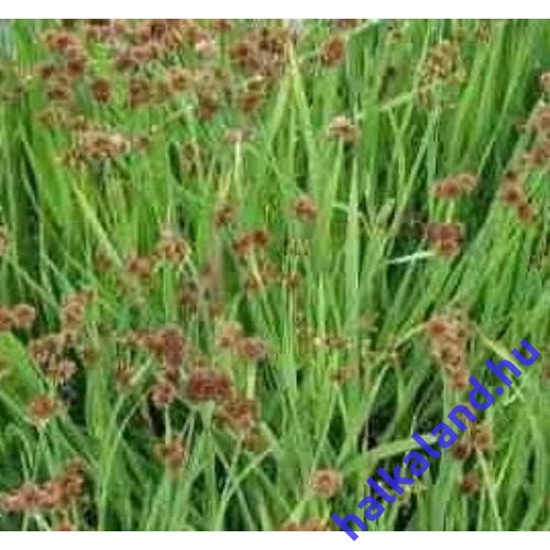 Juncus ensifolius - Kardlevelű vagy törpe szittyó - kerti tavi növény