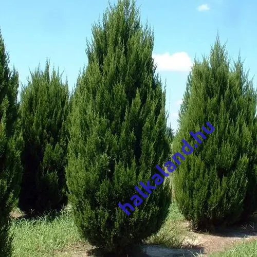 Juniperus chinensis 'Spartan' - 