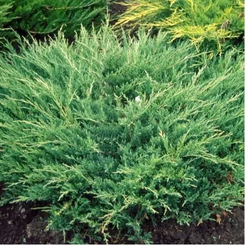 Juniperus horizontalis 'Andorra Compact' - Acélkék levelű henyeboróka