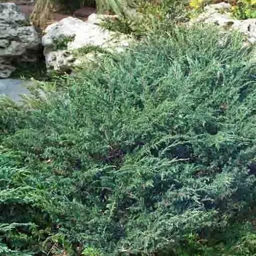 Juniperus horizontalis 'Wiltonii' - Kékes, laposan terülő henyeboróka