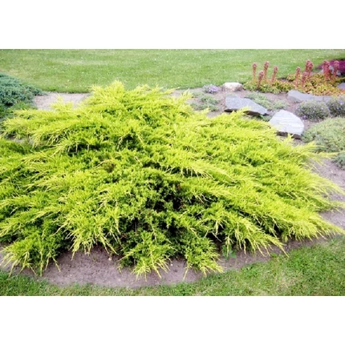Juniperus × pfitzeriana
'Pfitzeriana Aurea' - Sárgás levelű kúszóboróka