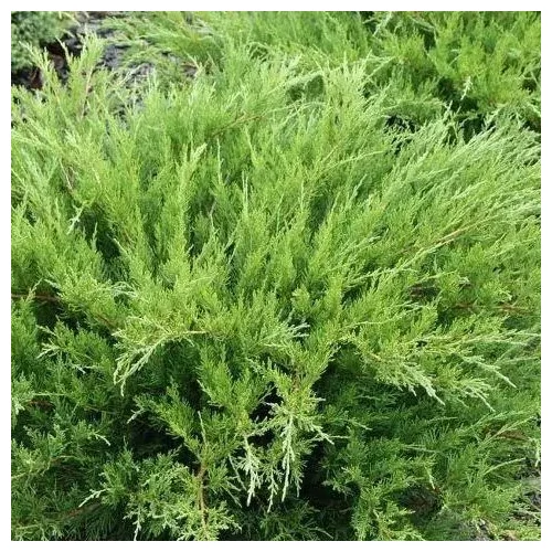 Juniperus × pfitzeriana 'Mint Julep' - Zöld levelű kúszóboróka