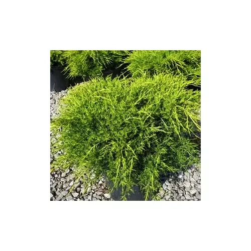 Juniperus × pfitzeriana 'Old Gold' - Sárga levelű kúszóboróka