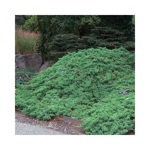 Juniperus procumbens 'Nana' - Törpe kúszóboróka