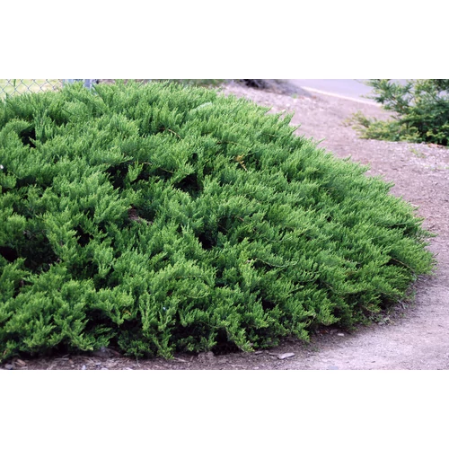 Juniperus sabina 'Tamariscifolia' - Zöld levelű nehézszagú kúszóboróka