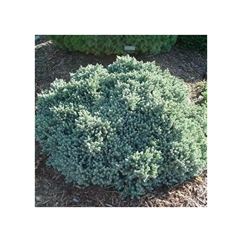 Juniperus squamata 'Blue Star' - Kék levelű törpe kúszóboróka