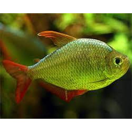 KOLUMBIA LAZAC