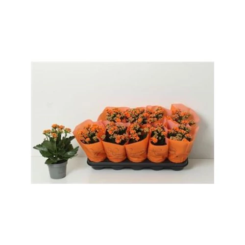 Kalanchoe GE BRIDGET