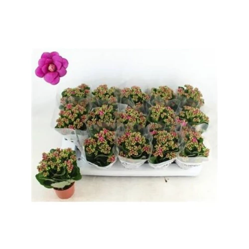 Kalanchoe GE MF AUGUSTA