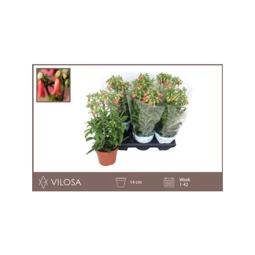 Kalanchoe HG LUCKY BELLS