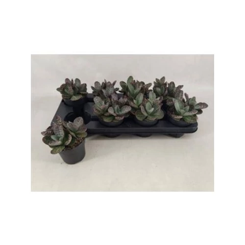 Kalanchoe H SURPRIS DESERT