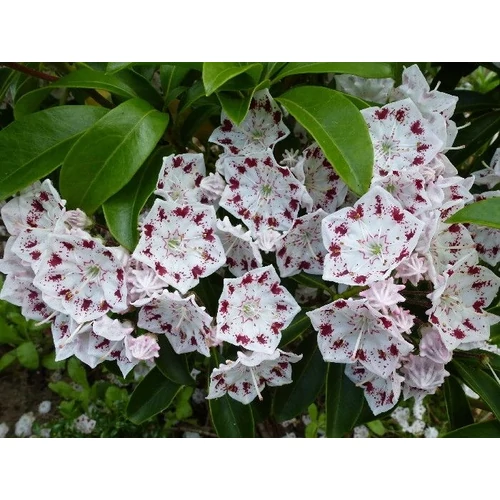 Kalmia latifolia 'Radiata'