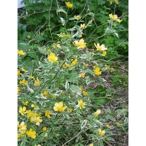 Kerria japonica 'Aureovariegata' - 