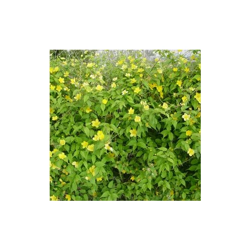 Kerria japonica 'Golden Guinea' - Szimpla virágú boglárkacserje
