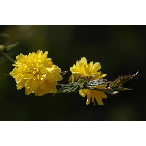 Kerria japonica 'Pleniflora' - 