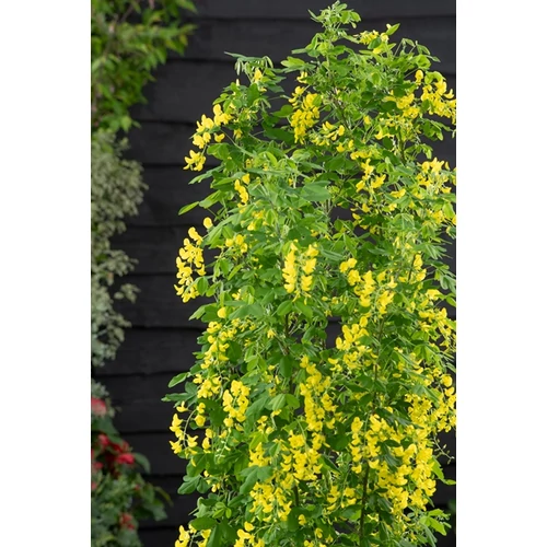 Laburnum anagyroides 'Yellow Rocket' - 