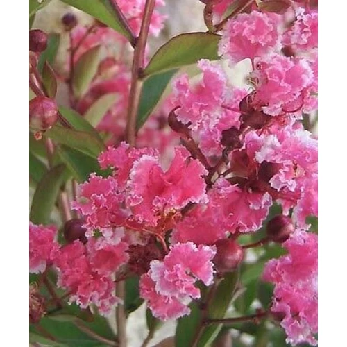 Lagerstroemia Berlingot Menthe