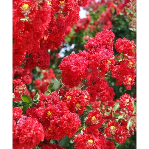 Lagerstroemia Dynamite