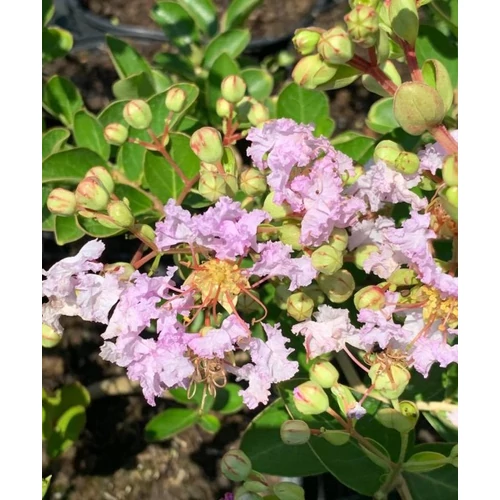 Lagerstroemia Lafayette