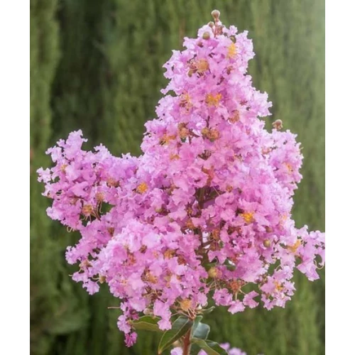 Lagerstroemia Lipan