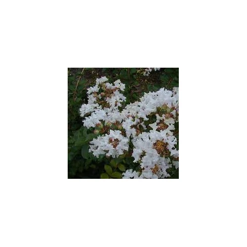 Lagerstroemia Petit Snow