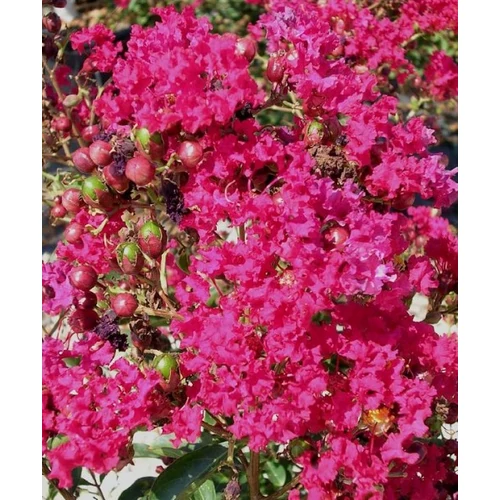 Lagerstroemia Red Imperator