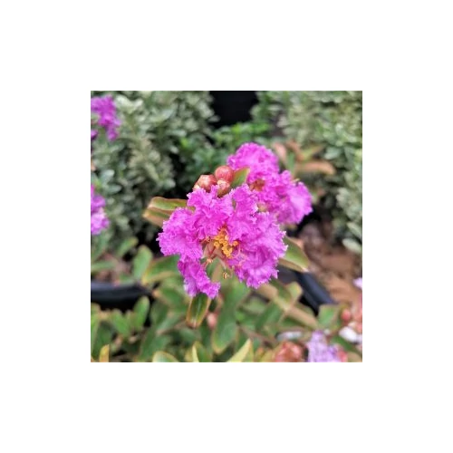Lagerstroemia Satenau