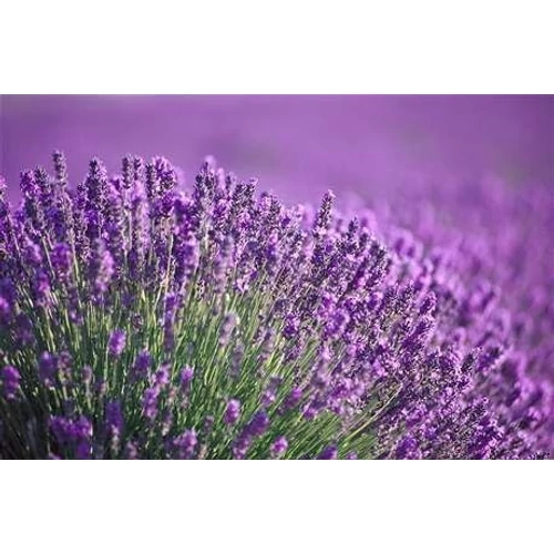 Lavandula angustifolia 'Arabian Nights' (Francia levendula)