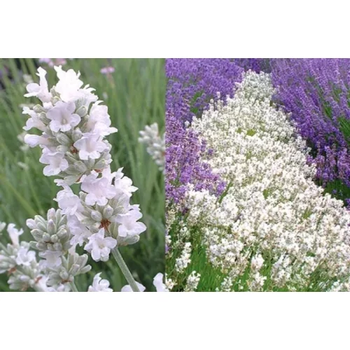 Lavandula angustifolia 'Nana Alba' (Francia levendula)