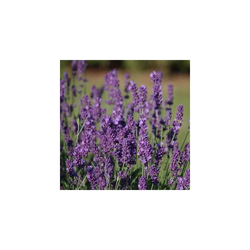 Lavandula angustifolia 'Peter Pan' (Francia levendula)