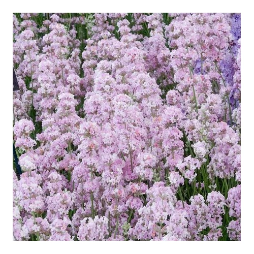 Lavandula angustifolia 'Rosea' (Francia levendula)