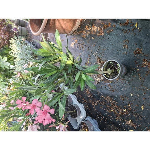 Nerium oleander – Törzses rózsaszín leander